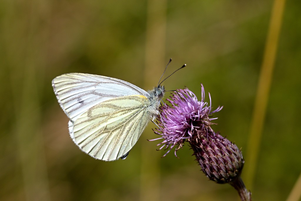hellegatsplaten natuurgebied natuur staatsbosbeheer goeree overflakkee heckrunderen hdr fjordenpaarden vogelkijkhut